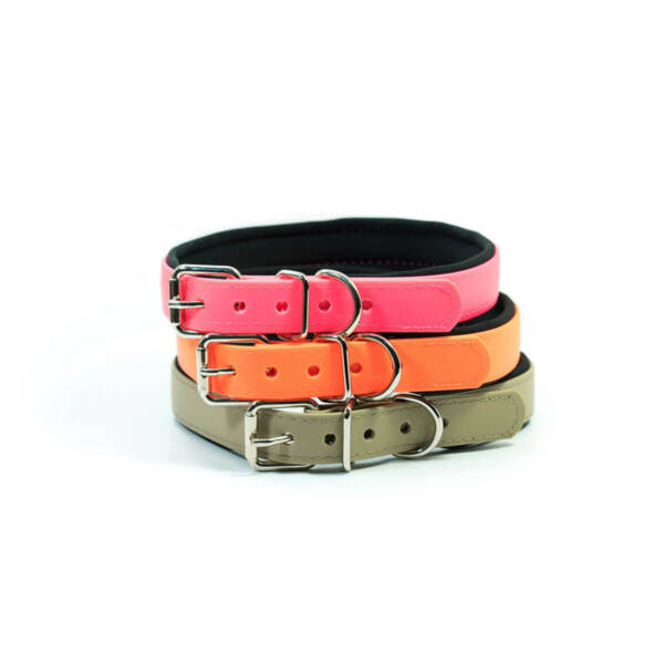 Dog Collars in Stock